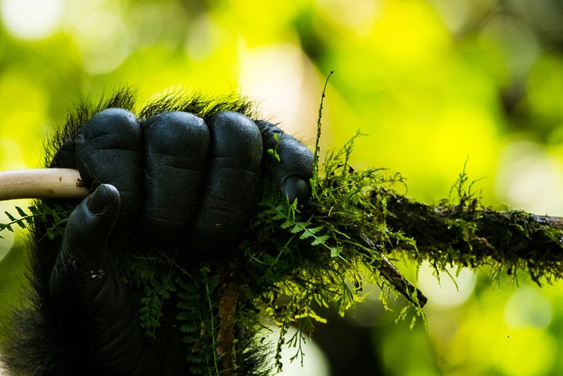 Hand des Berggorillas von Dennis Van Den Elzen