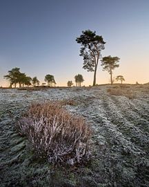 Zonsopkomst bij heideveld in Afferden Limburg van Silvia Thiel