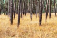 Gouden bosgrond van Mark Bolijn thumbnail