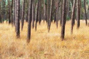 Goldener Waldboden