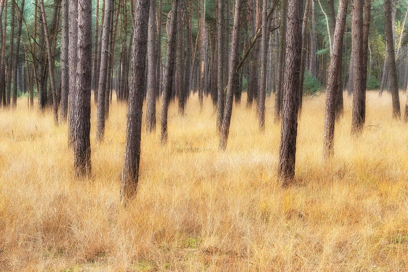 Gouden bosgrond van Mark Bolijn