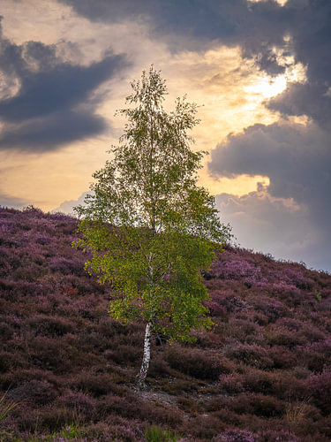 Contrasten op de Heide