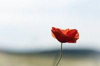 Stillleben mit Mohn