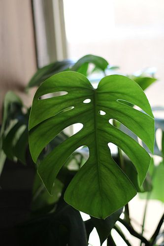 Monstera