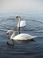 Prachtige witte zwanen