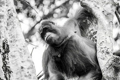 Orang oetans op Borneo, Maleisie