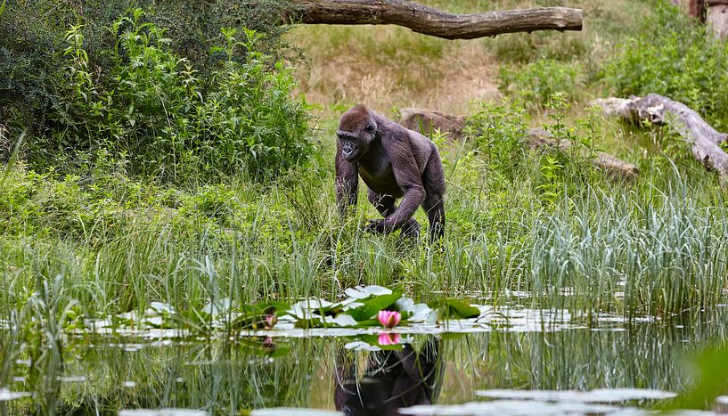 Gorilla-Spiegelungen von Graham Forrester