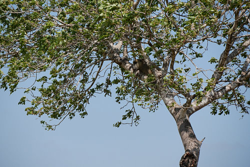 Baviaan scant omgeving vanuit boom in Saadani National Park Tanzania