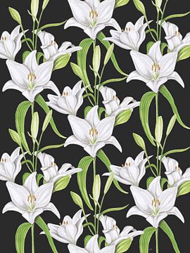 White lilies on a black background by Jasper de Ruiter