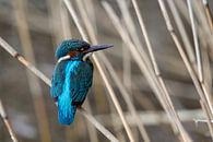 martin-pêcheur par Willem Hoogsteen Aperçu