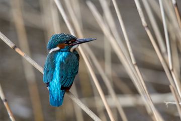 kingfisher by Willem Hoogsteen