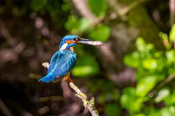 Ijsvogel met visje van Arthur Bruinen