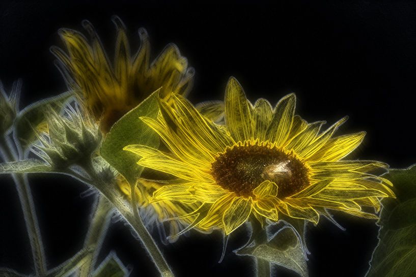 Sonnenblumenkunst par Edgar Schermaul