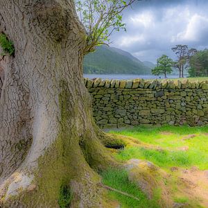 Arbre avec mur, Buttermere, Lake District.