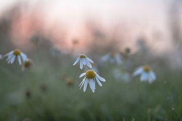 fleurs partie 204 sur Tania Perneel