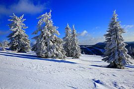 Snow trees in the Black Forest by Patrick Lohmüller