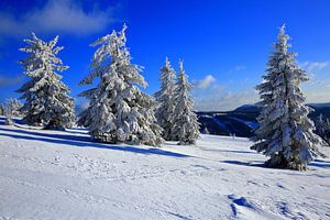 Schneebäume im Schwarzwald