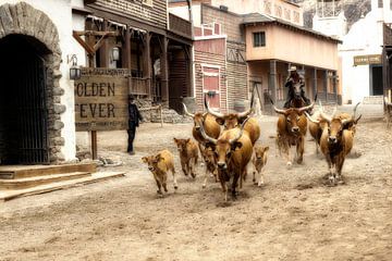 Longhorn koeien opgedreven van Humphry Jacobs