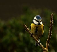 Blue Tit