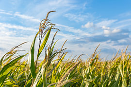 rising above the maize field by Lizette Warnars