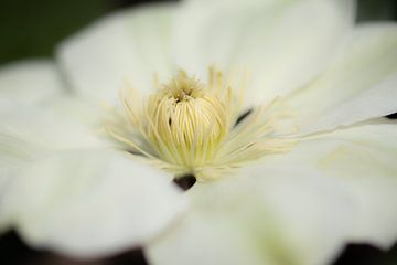 clematis von Tania Perneel