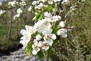 Fleurs de cerisier