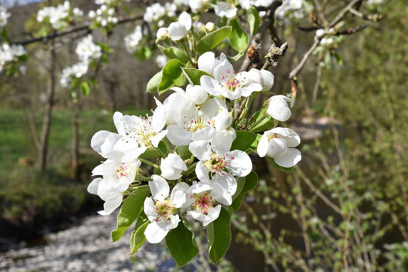 Kersenbloesems van Matthias Spartz