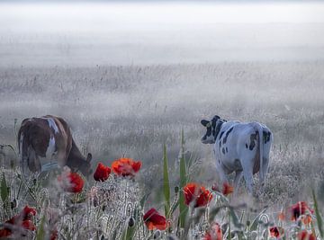 Cows in the fog by natascha verbij