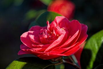 Rode Camellia van Rob Boon