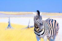 Etende Zebra