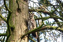 Hibou moyen-duc dans la lumière du soir sur Thomas Jäger