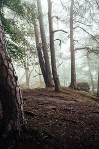 Im verwunschenen Wald
