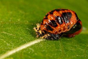 Poupée d'une coccinelle sur une feuille