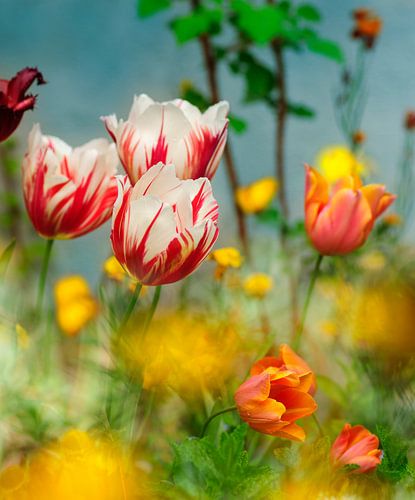 Leuchtende Frühlingsfarben