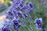 Lavendel Van Dichtbij