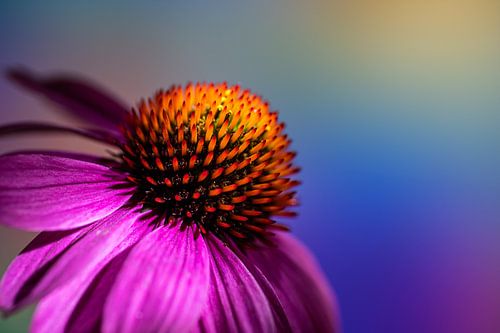 Sonnenhut gegen farbigen Hintergrund