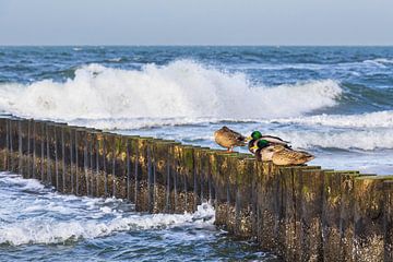 Buhne with mallards on the coast of the Baltic Sea near G by Rico Ködder