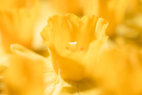 Lente! (narcis in het licht)