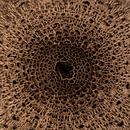 large parasol fungus by t.a.m. postma thumbnail