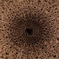large parasol fungus