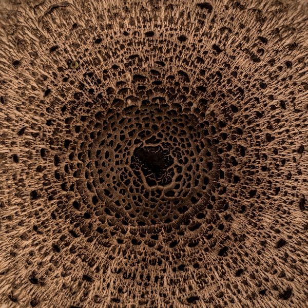 large parasol fungus by t.a.m. postma