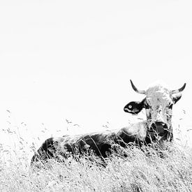 Koe in het gras van Lana Goris