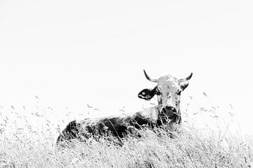 Kuh im Gras von Lana Goris