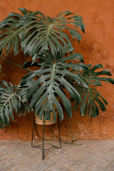 Monstera by Hello Pompoyo