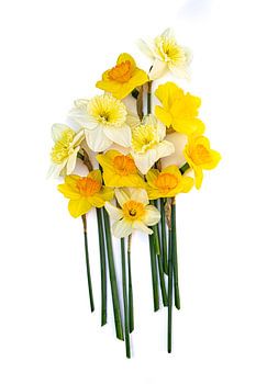 Tête-à-Tête – Narcisses jaunes et blancs sur fond clair | Photographie florale minimaliste