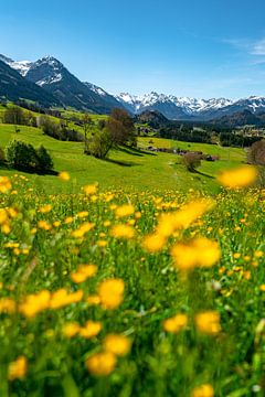 Frühlingshafter Blick mit Butterblumen auf die Allgäuer Alpen von Leo Schindzielorz