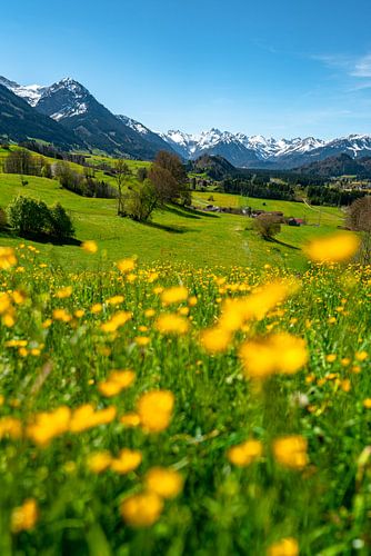 Voorjaarsuitzicht met boterbloemen van de Allgäuer Alpen