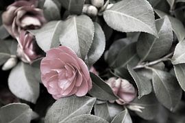 De eerste bloemen in de Emsland-tuin. van Bianca Meyering Fotos - BMF