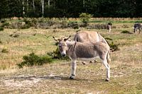 These donkeys feel comfortable