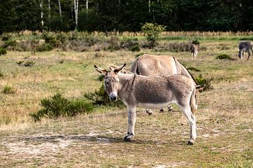 These donkeys feel comfortable by Harald Schottner